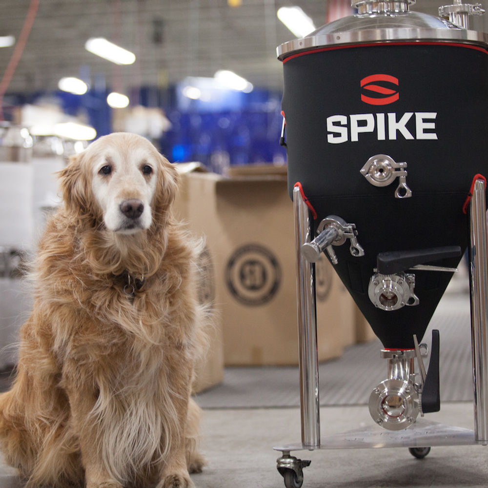 A brand shoot at a brewery with a dog